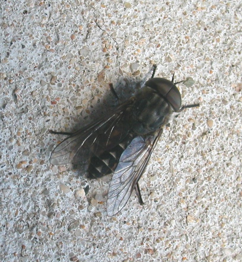 Tafano maschio